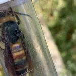An Asian giant hornet queen identified by state entomologists. (WSDA)