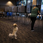 
              Two-year-old dog Teddy pulls on a leash while owner Dana Brajevic casts her ballot at a vote center, Tuesday, Sept. 14, 2021, in Huntington Beach, Calif. With Gov. Gavin Newsom's fate at stake, Californians cast the last of the ballots that will decide whether he continues to lead them or if the nation's most populous state veers in a more conservative direction amid anger over his actions during the COVID-19 pandemic. (AP Photo/Jae C. Hong)
            
