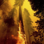 
              Flames lick up a tree as the Windy Fire burns in the Trail of 100 Giants grove in Sequoia National Forest, Calif., on Sunday, Sept. 19, 2021. (AP Photo/Noah Berger)
            
