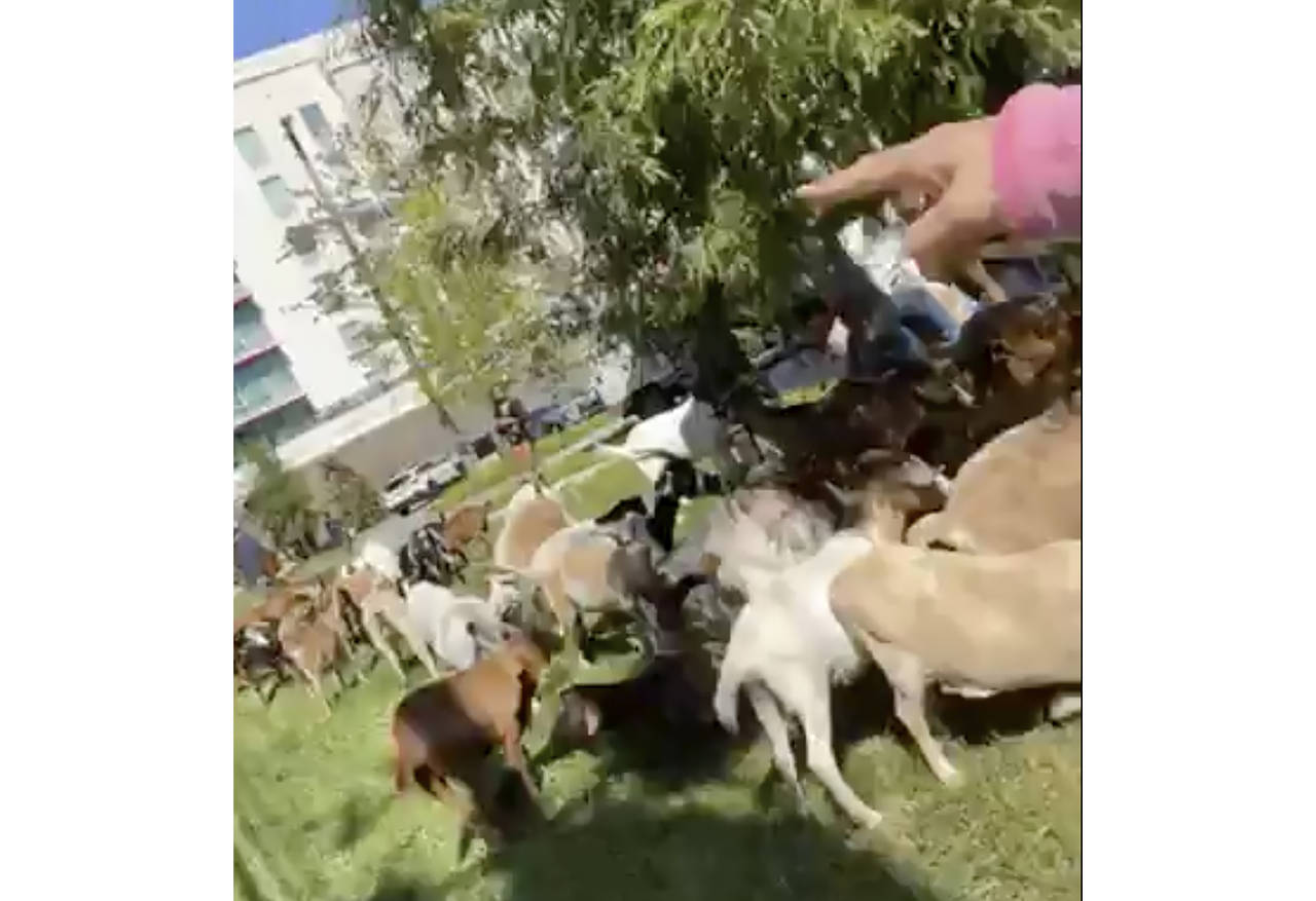 In this frame grab from video provided by Cam T. Ashling of Buckhead Goats, a herd of goats is coun...