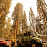 
              A fire engine drives past sequoia trees in Lost Grove as the KNP Complex Fire burns about 15 miles away on Friday, Sept. 17, 2021, in Sequoia National Park, Calif. (AP Photo/Noah Berger)
            