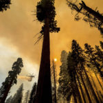 
              A helicopter drops water on the Windy Fire burning in the Trail of 100 Giants grove of Sequoia National Forest, Calif., on Sunday, Sept. 19, 2021.  (AP Photo/Noah Berger)
            
