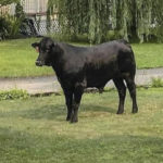 
              FILE - This photo provided by Suffolk County Police Department, Friday July 23, 2021, shows a bull on the loose in Mastic, N.Y. The bull that escaped from a farm on Long Island and eluded searchers for two months has been captured. The 1,500-pound (680-kilogram) bull, nicknamed Barney or Barnie, was corralled late Wednesday by staff from Skylands Animal Sanctuary and Rescue. (Suffolk County Police Department via AP, File)
            