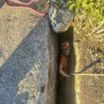 
              This photo provided by New York State Parks on Wednesday, Oct. 13, 2021, shows parks official Jessica Van Ord entering a fissure to rescue a 12-year-old dog named Liza, found trapped after five days deep inside the narrow, rocky crevice at Minnewaska State Park Preserve in Kerhonkson, N.Y. A dog trapped for five days deep inside a narrow, rocky crevice at a state park north of New York City was rescued unharmed — though it was hungry and thirsty, parks officials said Wednesday.(New York State Parks via AP)
            