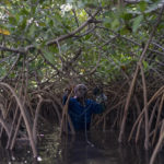 
              Lucy Jarju pulls her catch in the mangrove of the Gambia river in Serrekunda, Gambia, Sunday, Oct. 3, 2021. As health officials in Gambia and across Africa urge women to be vaccinated, they've confronted hesitancy among those of childbearing age. Although data on gender breakdown of vaccine distribution are lacking globally, experts see a growing number of women in Africa's poorest countries consistently missing out on vaccines. Jarju, 53, says she isn't willing to be vaccinated as side effects might stop her from working, even a day. (AP Photo/Leo Correa)
            