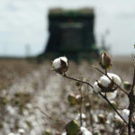 
              Cotton is harvested on the farm of Billie D Simpson, Wednesday, Sept. 15, 2021, in San Benito, Texas. Across the Rio Grande Valley, a multimillion-dollar crop industry and fast-growing cities get water from an irrigation system designed nearly a century ago for agriculture. (AP Photo/Eric Gay)
            