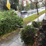 
              A downed tree is seen on Minnewawa Ave., during a storm, Monday, Oct. 25, 2021, in Clovis, Calif. A massive storm barreled toward Southern California on Monday after flooding highways, toppling trees, cutting power to about 380,000 utility customers and causing rock slides and mud flows in areas burned bare by wildfires across the northern half of the state. (John Walker/Fresno Bee via AP)
            