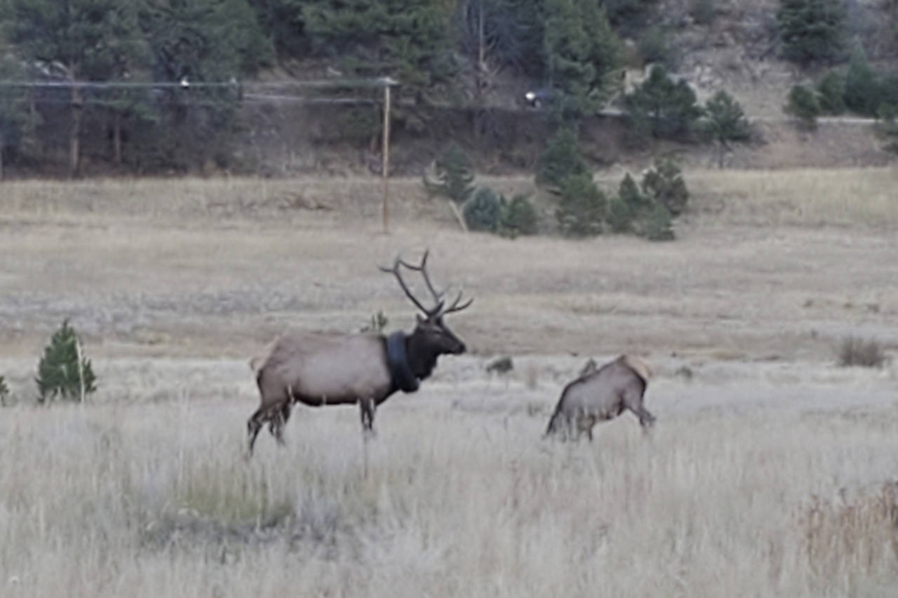 This undated photo provided by Colorado Parks and Wildlife shows an elusive elk that has been wande...