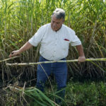 
              Sugarcane farmer Sam Simmons examines a stalk at his ranch in San Benito, Texas, Wednesday, Sept. 15, 2021. Earlier this year, before rain soaked the Rio Grande Valley in May and June, several sugarcane farmers in Irrigation District #2 were told they could only be provided one delivery of water — far less than what the thirsty crop requires. (AP Photo/Eric Gay)
            