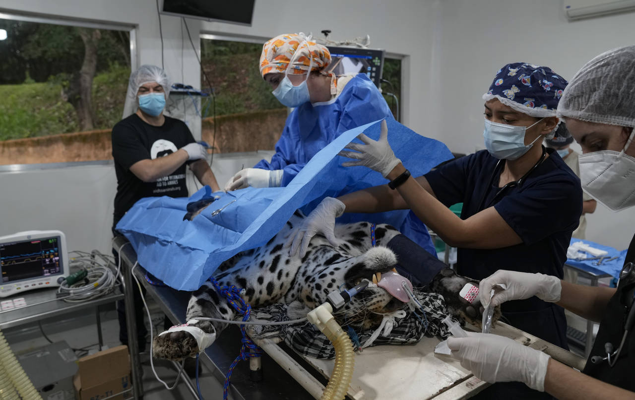 Brazil Scientists Test Frozen Jaguar Semen To Help Species