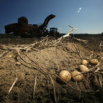 
              FILE — Potatoes await harvesting at Green Thumb Farms, Sept. 27, 2017, in Fryeburg, Maine. University of Maine researchers are trying to produce potatoes that can better withstand warming temperatures as the climate changes. (AP Photo/Robert F. Bukaty, File)
            