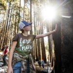 
              Ashtyn Perry, 13, touches the Three Sisters sequoia tree during an Archangel Ancient Tree Archive planting expedition, Wednesday, Oct. 27, 2021, in Sequoia Crest, Calif. The seedling that was half Perry's age and barely reached her knees was part of a novel project to plant offspring from one of the largest and oldest trees on the planet to see if the genes that allowed the parent to survive so long would protect new trees from the perils of a warming planet. (AP Photo/Noah Berger)
            
