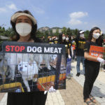 
              FILE - South Korean animal rights activists stage a rally opposing South Korea's culture of eating dog meat near the presidential Blue House in Seoul, South Korea, July 16, 2020. South Korea said Thursday, Nov. 25, 2021, it'll launch a government-led task force to consider outlawing dog meat consumption, about two months after the country's president offered to look into ending the centuries-old eating practice. (AP Photo/Ahn Young-joon, File)
            