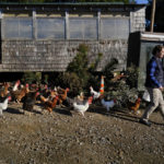 
              FILE - Chickens follow Heather Retberg at her family's farm, Sept. 17, 2021, in Penobscot, Maine. On Tuesday, Nov. 2, 2021. Voters in Maine gave themselves the right to grow and eat what they want, as one of among roughly two dozen statewide ballot measures considered by voters across the U.S. (AP Photo/Robert F. Bukaty, File)
            