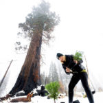 
              Caryssa Rouser, a propagation specialist with Archangel Ancient Tree Archive, plants a sequoia tree on Tuesday, Oct. 26, 2021, in Sequoia Crest, Calif. The effort led by the Archangel Ancient Tree Archive, a nonprofit trying to preserve the genetics of the biggest old-growth trees, is one of many extraordinary measures being taken to save giant sequoias that were once considered nearly fire-proof and are in jeopardy of being wiped out by more intense wildfires. (AP Photo/Noah Berger)
            