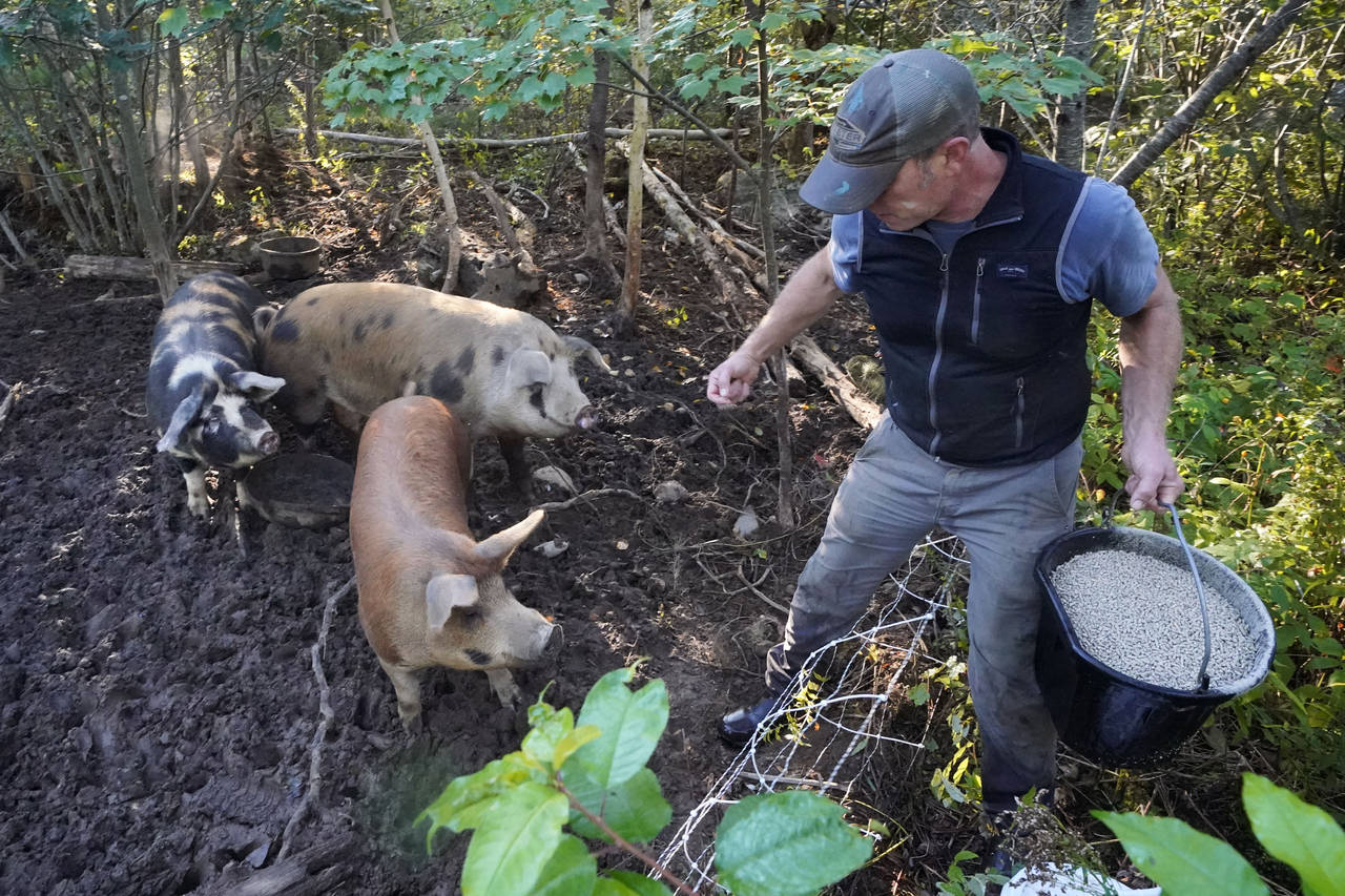 FILE - Phil Retberg feeds his hogs at the Quill's End Farm, Sept. 17, 2021, in Penobscot, Maine. On...