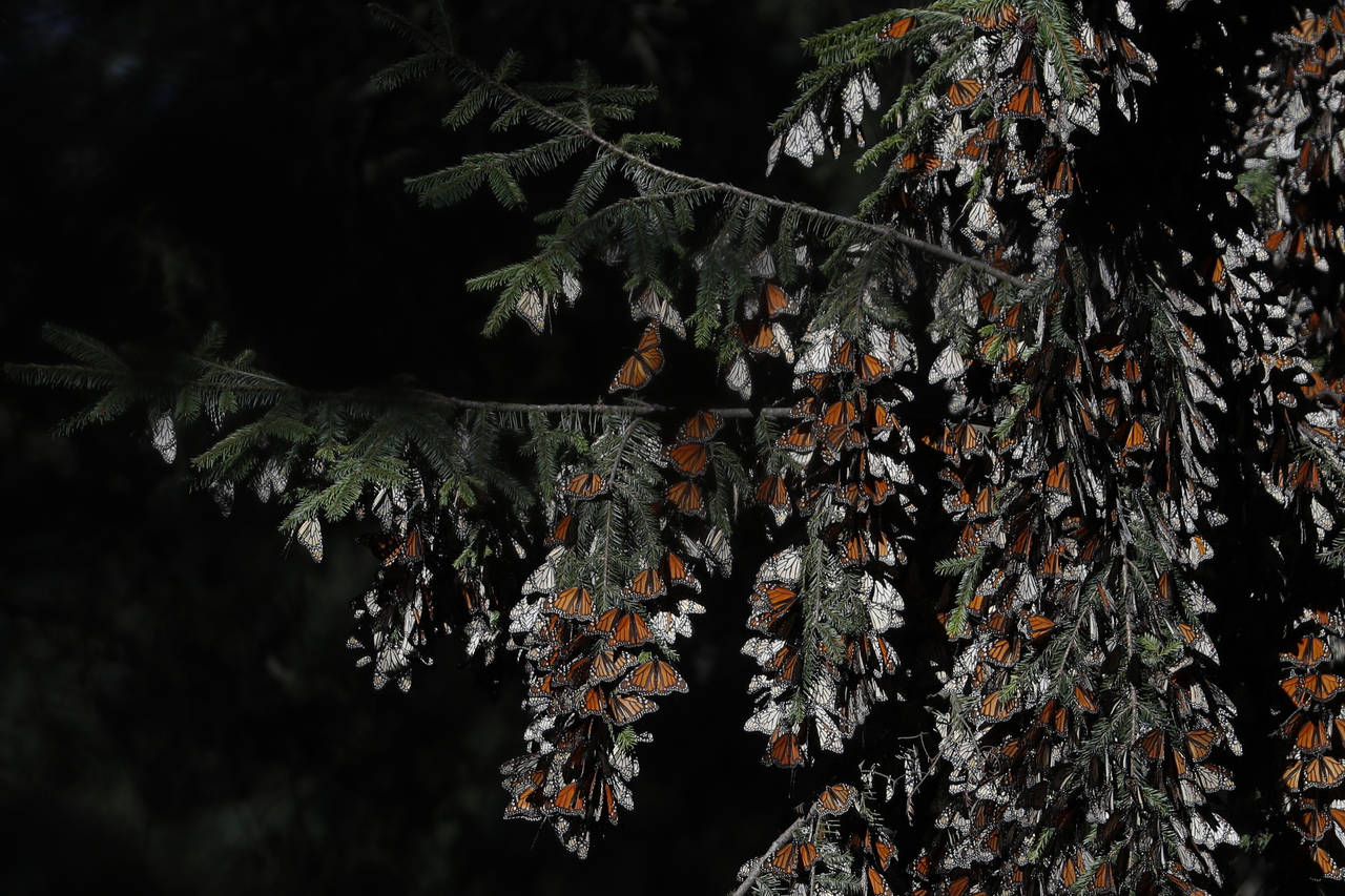 FILE - Monarch butterflies cling to branches in their winter nesting grounds in El Rosario Sanctuar...