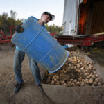 
              FILE — Adam Paterson, 15, strains to dump a barrel of discarded potatoes during a 12-hour work day, Thursday, Sept. 25, 2014, at a potato storage facility, in Mapleton, Maine. University of Maine researchers are trying to produce potatoes that can better withstand warming temperatures as the climate changes. (AP Photo/Robert F. Bukaty, File)
            