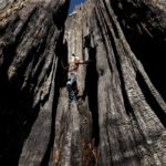 
              Ashtyn Perry, 13, climbs a scorched sequoia tree during an Archangel Ancient Tree Archive expedition to plant sequoia trees, Wednesday, Oct. 27, 2021, in Sequoia Crest, Calif. The seedling that was half Perry's age and barely reached her knees was part of a novel project to plant offspring from one of the largest and oldest trees on the planet to see if the genes that allowed the parent to survive so long would protect new trees from the perils of a warming planet. (AP Photo/Noah Berger)
            