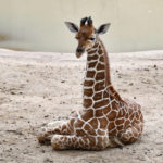 
              FILE - Three-week-old giraffe Kendi sits in the giraffe exhibit at the Dallas Zoo in Dallas, Tuesday, May 26, 2020. On Friday, Nov. 12, The Associated Press reported on stories circulating online incorrectly claiming three recent giraffe deaths at the Dallas Zoo may have been related to the COVID-19 vaccine.  (AP Photo/Tony Gutierrez, File)
            