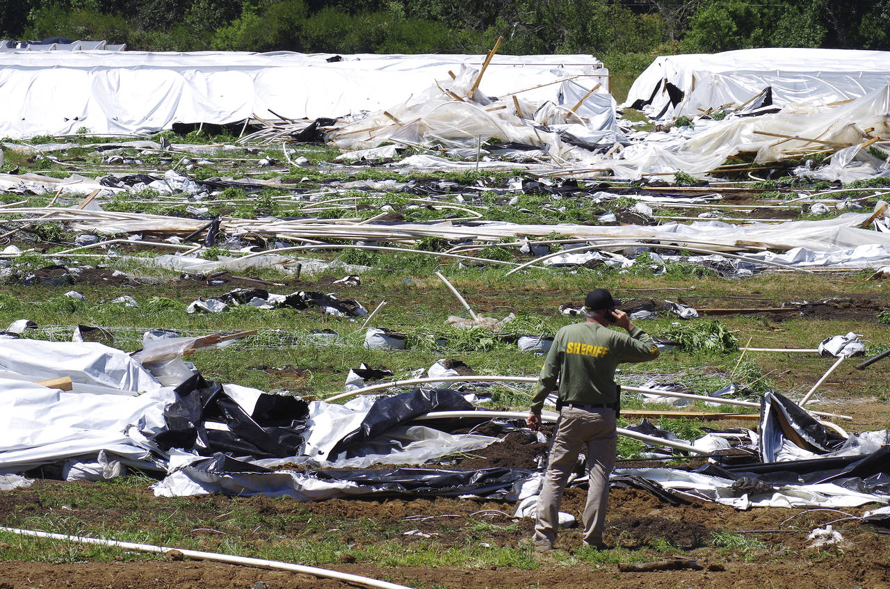 FILE - Josephine County Sheriff Dave Daniel stands amid the debris of plastic hoop houses destroyed...