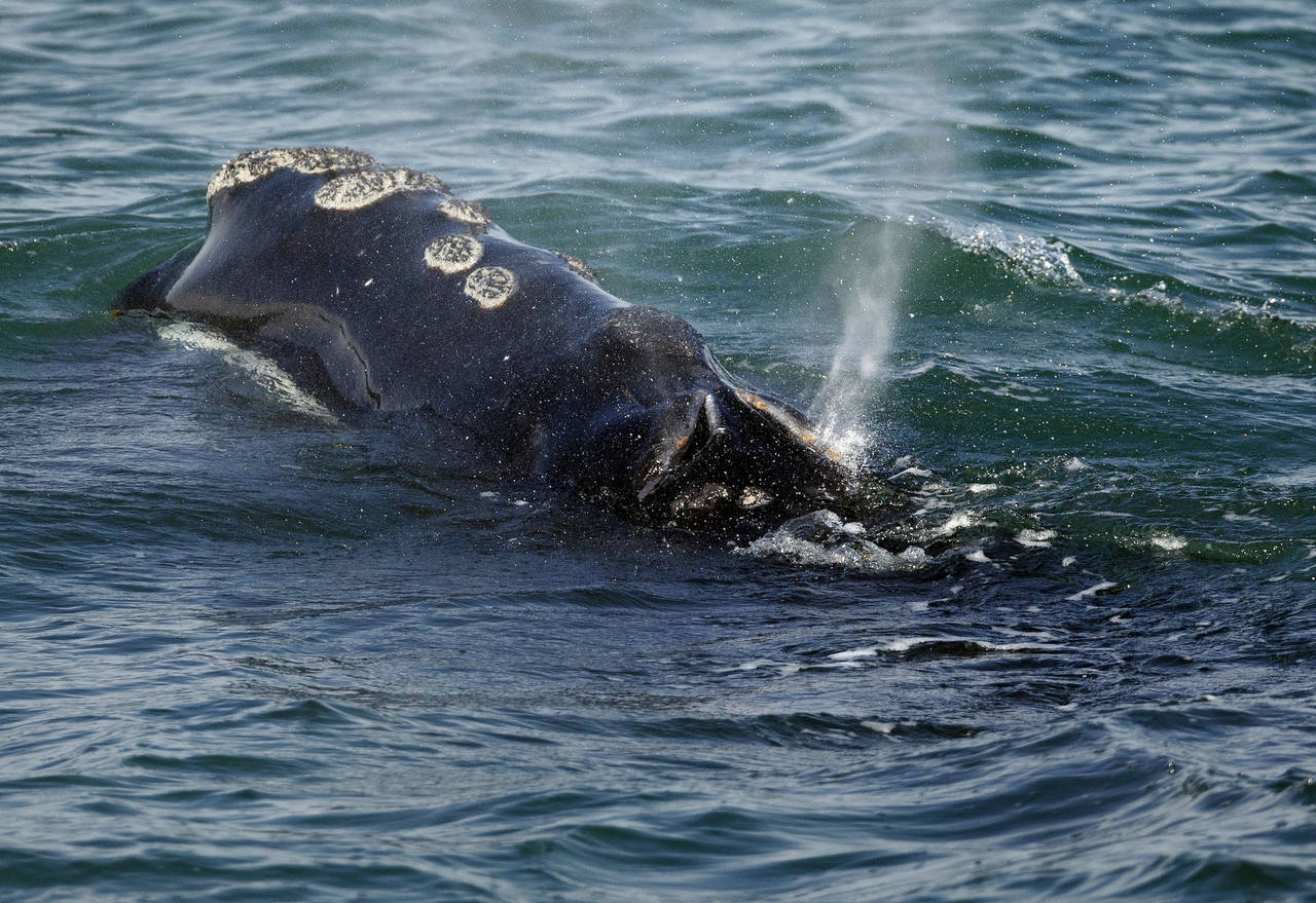 FILE - A North Atlantic right whale feeds on the surface of Cape Cod bay off the coast of Plymouth,...