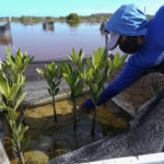 
              A woman plants mangrove seedlings as part of a restoration project, near Progreso, in Mexico’s Yucatan Peninsula, Wednesday, Oct. 6, 2021. Other restorations are underway in Indonesia, which contains the world's largest tracts of mangrove habitat, Columbia and elsewhere. (AP Photo/Eduardo Verdugo)
            