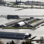
              Cattle are seen on a farm surrounded by floodwaters in Abbotsford, British Columbia., on Wednesday, Nov. 17, 2021. (Darryl Dyck/The Canadian Press via AP)
            