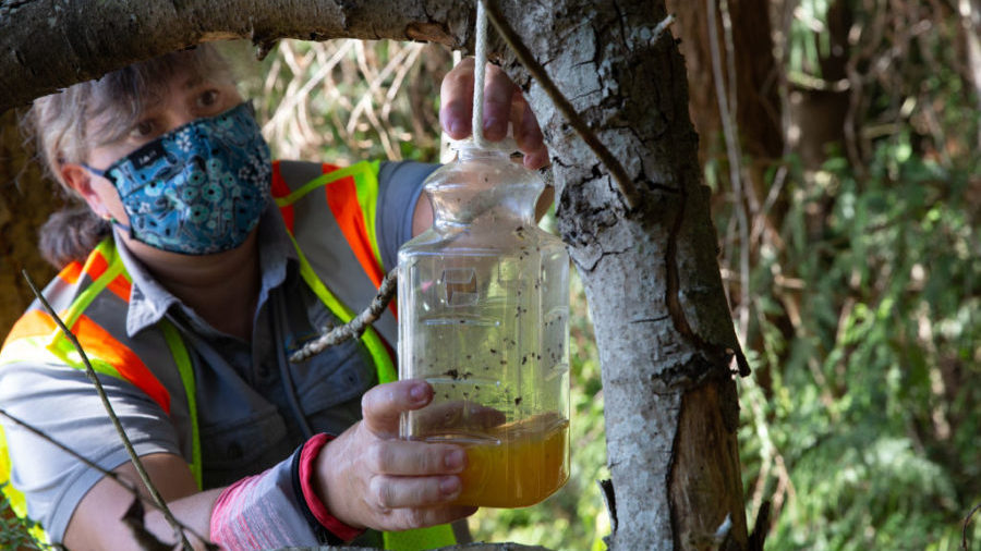 Pest biologist sets a trap