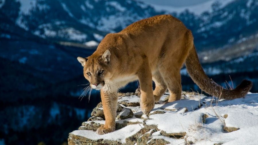Cougar, wildlife commissioners...