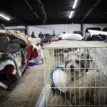 
              A dog sits in a cage next to a sleeping man inside a shelter in Wingo, Ky., on Sunday, Dec. 12, 2021, after residents were displaced by a tornado that caused severe damage in the area. (AP Photo/Robert Bumsted)
            