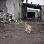 
              A dog limps past the debris of a house Friday, Dec. 10, 2021, after the home was struck by a mortar shell fired by Russia-backed separatists in the village of Nevelske in eastern Ukraine. The 7-year-old conflict between the separatists and Ukrainian forces has all but emptied the village. Shelling has damaged or destroyed 16 of the 50 houses there. (AP Photo/Andriy Dubchak)
            