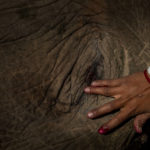 
              A woman smears vermilion paste on the eye of a wild male elephant, one of two killed by a train, in Durung Pathar, in the northeastern Indian state of Assam, Wednesday, Dec. 1, 2021. Speeding trains have run down dozens of wild elephants in Assam in the past, forcing the Indian Railways, which runs the trains, to regulate speed in known elephant corridors. Assam, which has a history of man-elephant conflict, has an estimated 5,000 wild Asiatic elephants. (AP Photo/Anupam Nath)
            