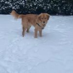 Maverick in the snow! (Brandon Gustafson/710Sports)