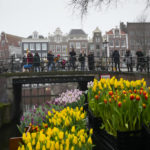 
              People wait on bridges for a free bouquet of tulips in Amsterdam, Netherlands, Saturday, Jan. 15, 2022. Stores across the Netherlands cautiously re-opened after weeks of coronavirus lockdown, and the Dutch capital's mood was further lightened by dashes of color in the form of thousands of free bunches of tulips handed out by growers sailing with a boat through the canals. (AP Photo/Peter Dejong)
            