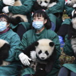 
              In this photo released by Xinhua News Agency, staff members wearing face masks hold giant panda cubs as they make a group appearance at the Shenshuping base of China Conservation and Research Center for Giant Pandas in Wolong in southwestern China's Sichuan Province, Monday, Jan. 24, 2022. Giant panda cubs born in 2021 were brought out on Monday for an event to mark the upcoming Lunar New Year. (Wang Xi/Xinhua via AP)
            