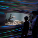 
              Visitors look at Methuselah, a 4-foot-long, 40-pound Australian lungfish that was brought to the California Academy of Sciences in 1938 from Australia, in its tank in San Francisco, Monday, Jan. 24, 2022. (AP Photo/Jeff Chiu)
            