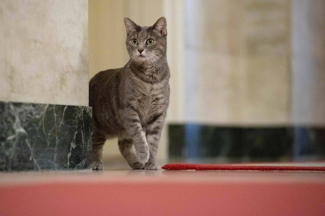 Willow, the Biden family's new pet cat, wanders around the White House on Wednesday, Jan. 27, 2022 ...