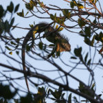 
              An iguana lies draped on a tree limb as it waits for the sunrise, Jan. 22, 2020, in Surfside, Fla. The National Weather Service said Sunday, Jan. 30, 2022 it's going to warm up nicely after the weekend. The low temperatures near freezing are quite rare in Florida, but at first glance the citrus, strawberry and tomato winter crops suffered no major damage. Farmers spray water onto the crops to help protect them from the cold. Iguanas, an invasive species, are well accustomed to the trees of South Florida. When it gets cold, like below 40 degrees, they go into a sort of suspended animation mode. And they fall to the ground. (AP Photo/Wilfredo Lee)
            