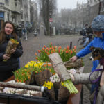 
              On the day stores in Amsterdam and across the Netherlands cautiously re-opened after weeks of coronavirus lockdown, the Dutch capital's mood was further lightened by dashes of color in the form of thousands of free bunches of tulips handed out by growers in Amsterdam, Netherlands, Saturday, Jan. 15, 2022. (AP Photo/Peter Dejong)
            