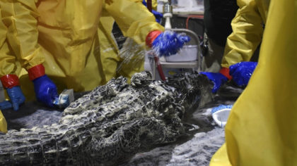 In this photo provided by the Louisiana Department of Wildlife and Fisheries, a 6-foot alligator is...