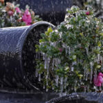 
              Ice clings to an ornamental plant at a nursery Sunday, Jan. 30, 2022, in Plant City, Fla. Farmers spray water on their plants to help keep the fruit from getting damaged by the cold. Temperatures overnight dipped into the mid-20's. (AP Photo/Chris O'Meara)
            