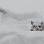 
              A cat plays in the snow during a huge winter storm in Mississauga, Ontario, on Monday, Jan. 17, 2022. (Nathan Denette/The Canadian Press via AP)
            