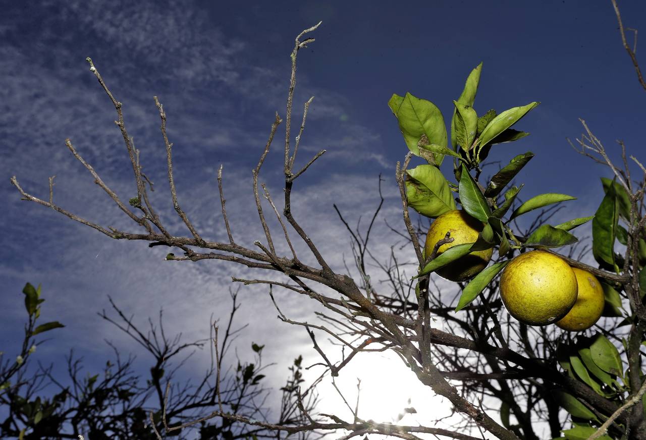 FILE - Oranges ripen in a grove in Wednesday, Dec. 11, 2013, in Plant City, Fla. Sixteen years afte...