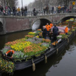 
              On the day stores in Amsterdam and across the Netherlands cautiously re-opened after weeks of coronavirus lockdown, the Dutch capital's mood was further lightened by dashes of color in the form of thousands of free bunches of tulips handed out by growers from a boat in the canals of Amsterdam, Netherlands, Saturday, Jan. 15, 2022. (AP Photo/Peter Dejong)
            