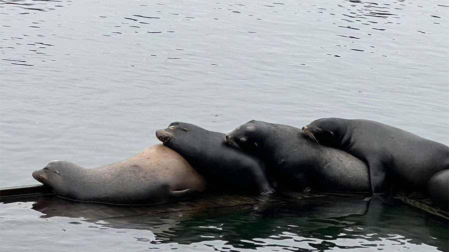 Group of sea lions overtakes privately-owned Ballard dock 