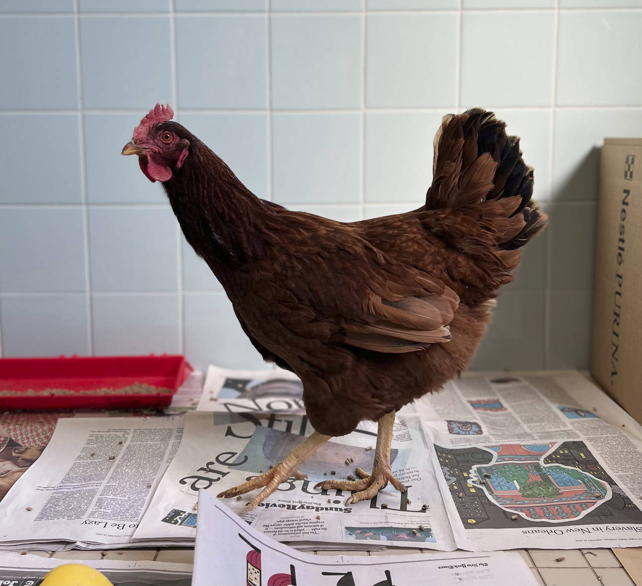 In this photo provided by the Animal Welfare League of Arlington, is a wandering chicken that was c...