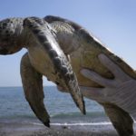 
              A dead green sea turtle is collected from the beach at the Khor Kalba Conservation Reserve, in the city of Kalba, on the east coast of the United Arab Emirates, Tuesday, Feb. 1, 2022.  A staggering 75% of all dead green turtles and 57% of all loggerhead turtles in Sharjah had eaten marine debris, including plastic bags, bottle caps, rope and fishing nets, a new study published in the Marine Pollution Bulletin. The study seeks to document the damage and danger of the throwaway plastic that has surged in use around the world and in the UAE, along with other marine debris. (AP Photo/Kamran Jebreili)
            