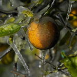 
              Ice clings to oranges in a grove Sunday, Jan. 30, 2022, in Plant City, Fla. Farmers spray water on their crops to help keep the fruit from getting damaged by the cold. Temperatures overnight dipped into the mid-20's. (AP Photo/Chris O'Meara)
            