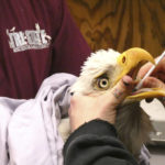 
              In this December 2021 photo provided by Tri-State Bird Rescue & Research, a bald eagle receives treatment at Tri-State Bird Rescue & Research in Newark, Del. While the bald eagle population has rebounded from the brink of extinction since the U.S. banned the pesticide DDT was banned in the U.S. in 1972, harmful levels of toxic lead were found in the bones of 46% of bald eagles sampled in 38 states, from California to Florida, researchers reported in the journal Science on Thursday, Feb. 17, 2022. (Tri-State Bird Rescue & Research via AP)
            